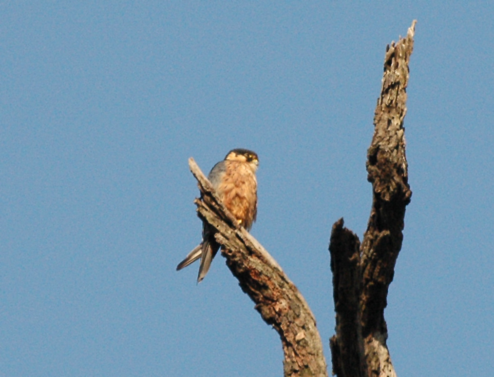 ostříž africký (Falco cuvierii)