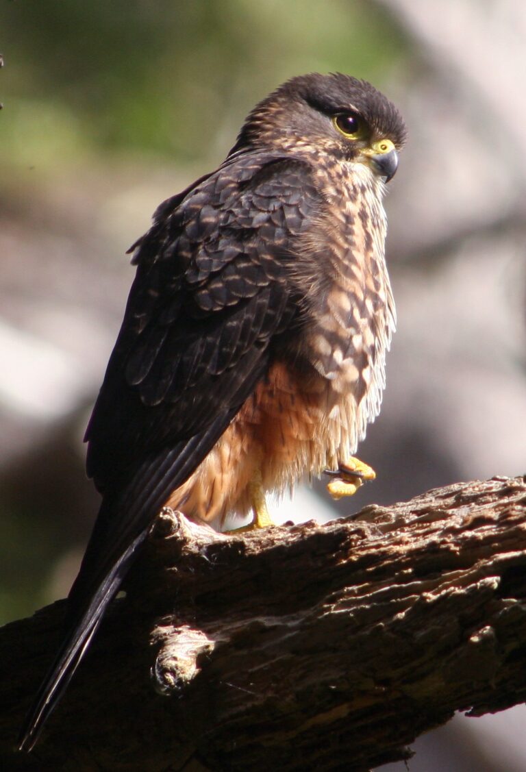 ostříž novozélandský (Falco novaeseelandiae)