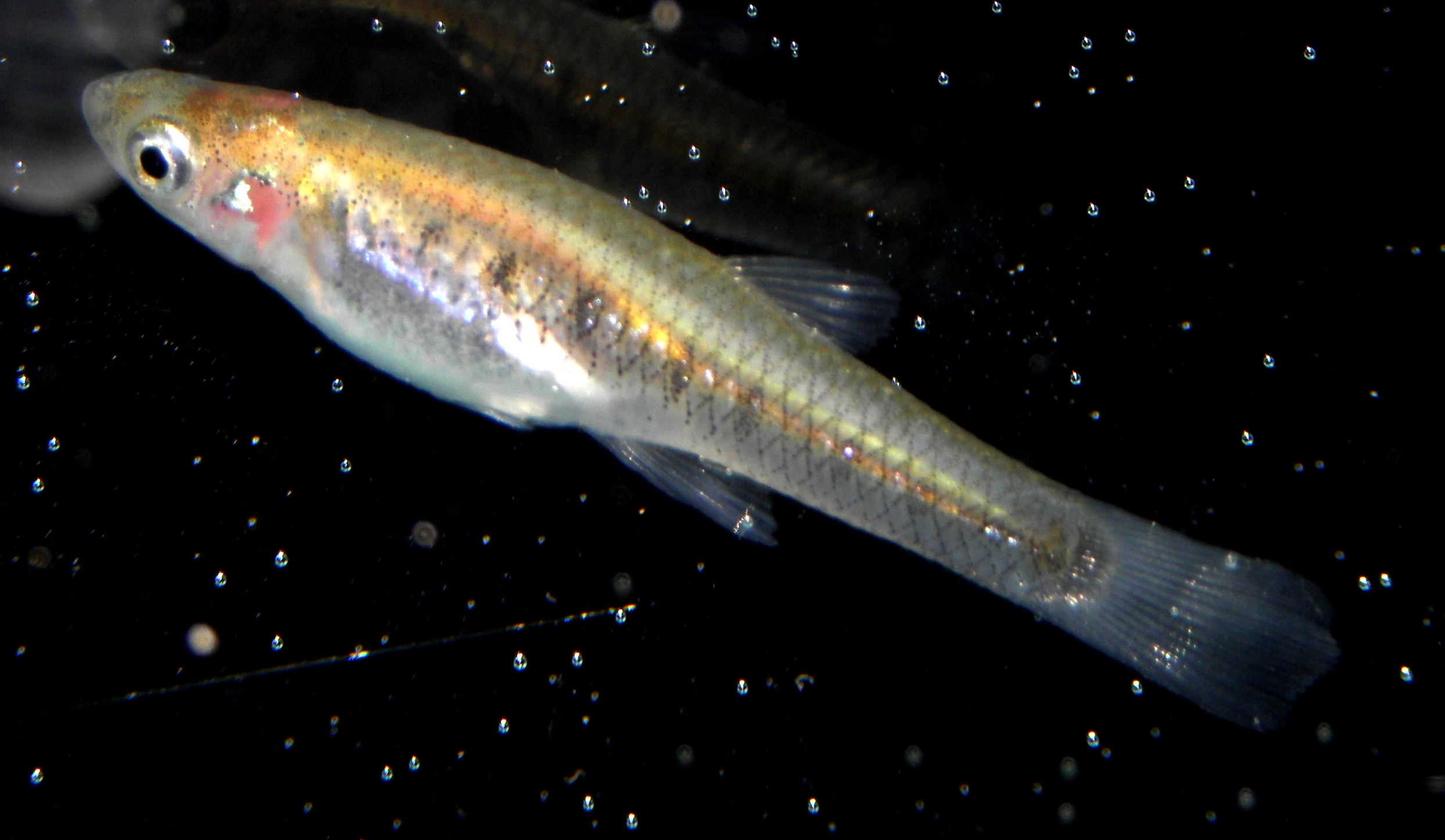 ostrozubka desetiskvrnná (Cnesterodon decemmaculatus)