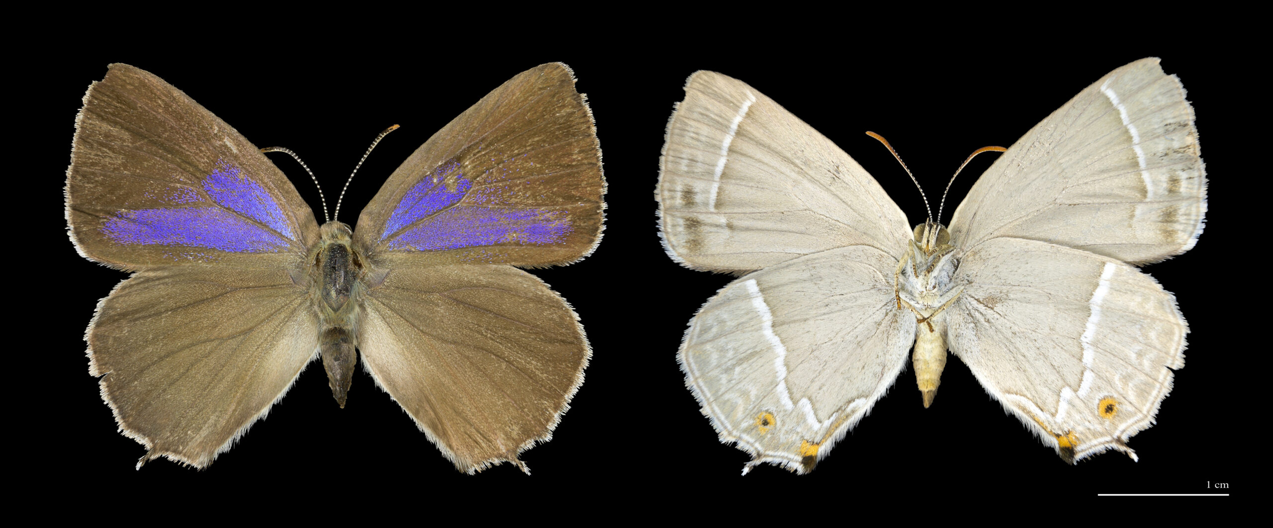 ostruháček dubový (Favonius quercus)