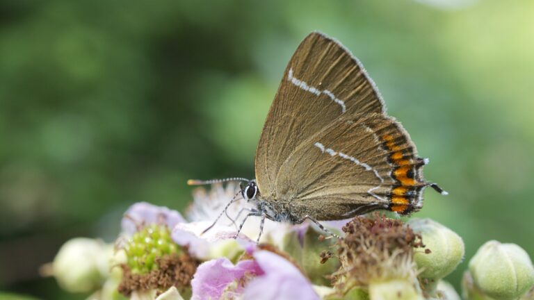ostruháček jilmový (Satyrium w-album)