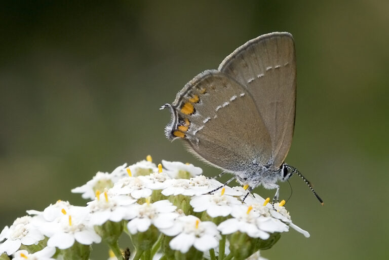 ostruháček kapinicový (Satyrium acaciae)