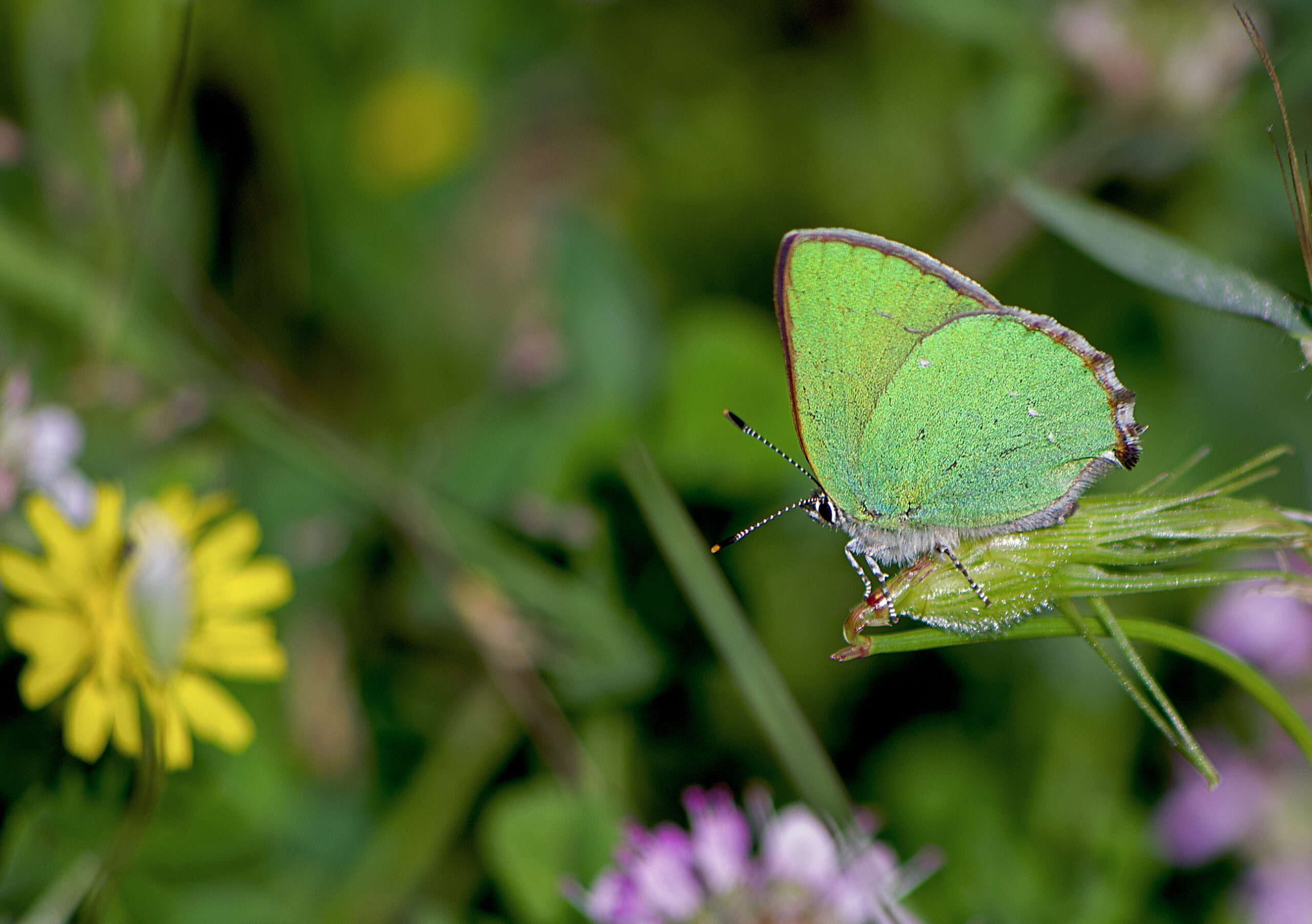 ostruháček ostružinový (Callophrys rubi)