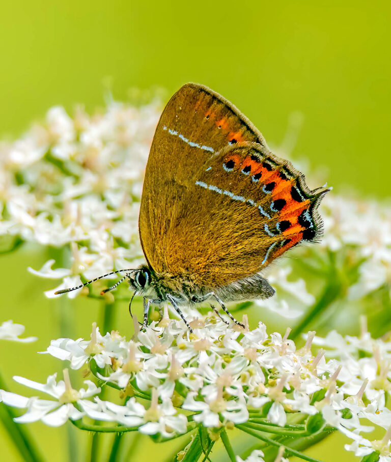 ostruháček švestkový (Satyrium pruni)