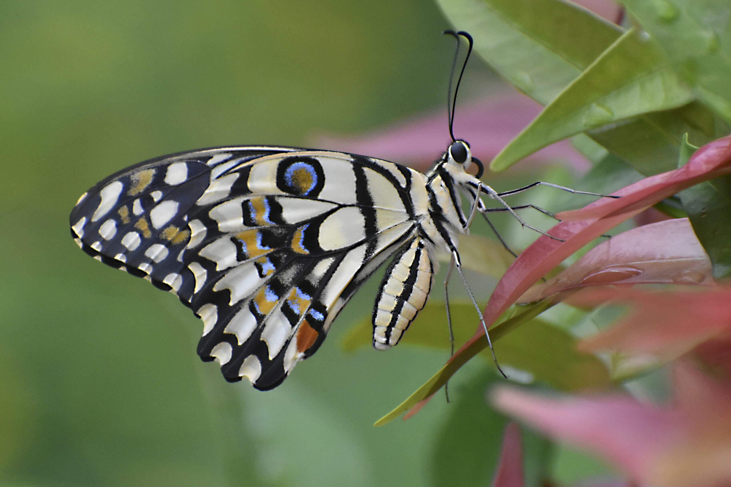 otakárek citrusový (Papilio demoleus)