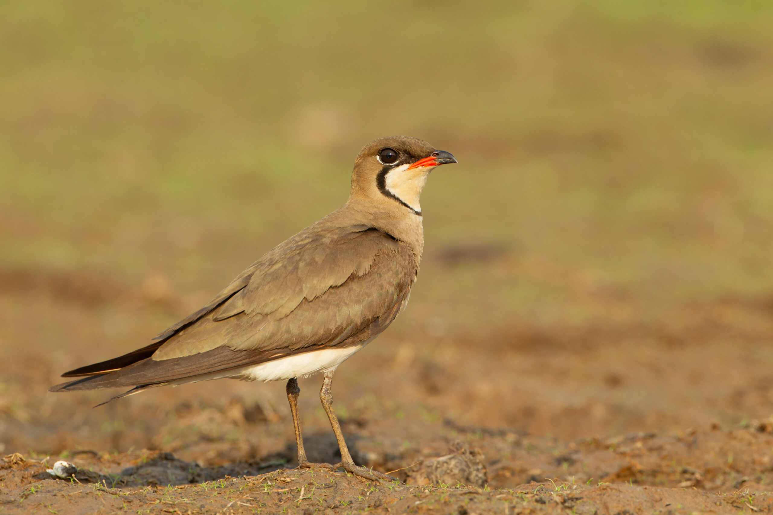 ouhorlík indomalajský (Glareola maldivarum)