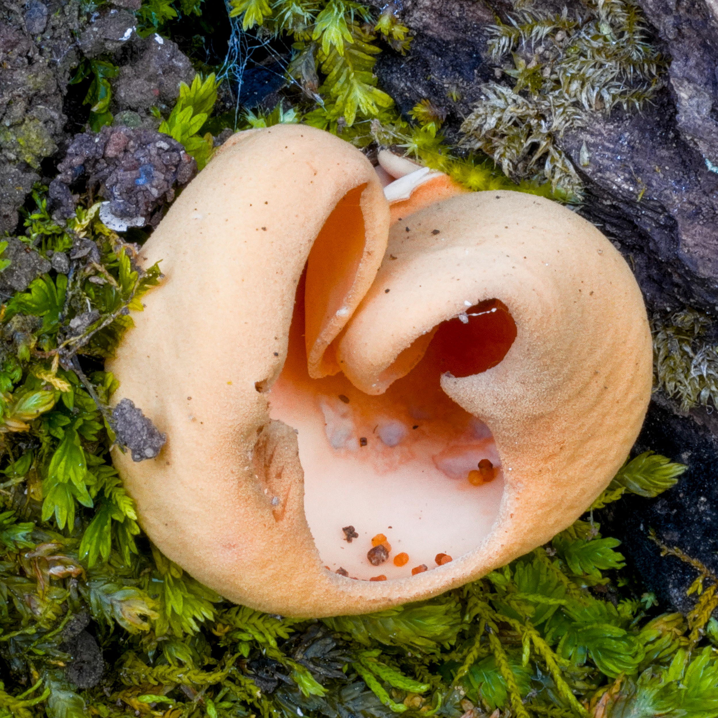 ouško kornoutovité (Otidea onotica)