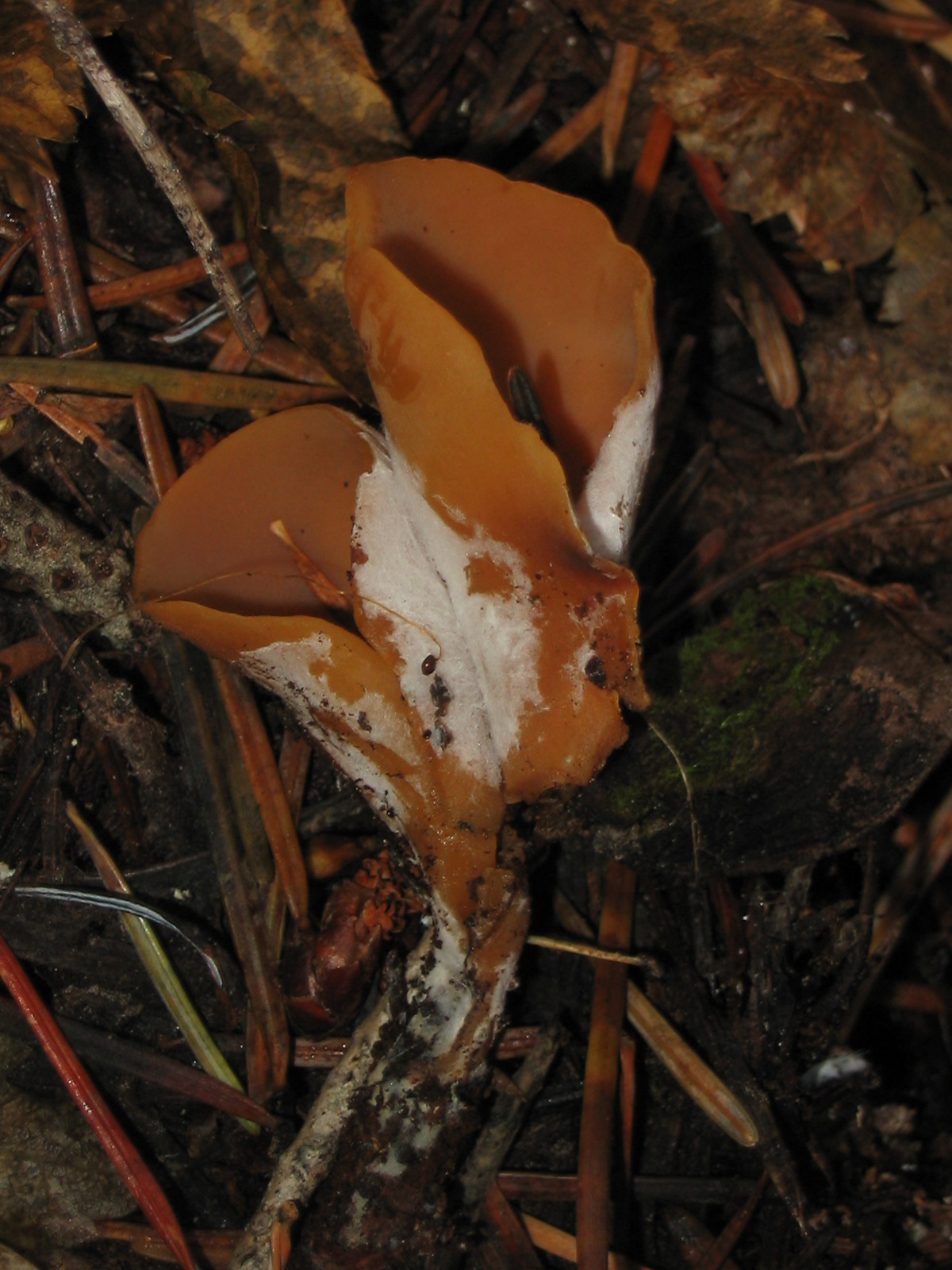 ouško zaječí (Otidea leporina)