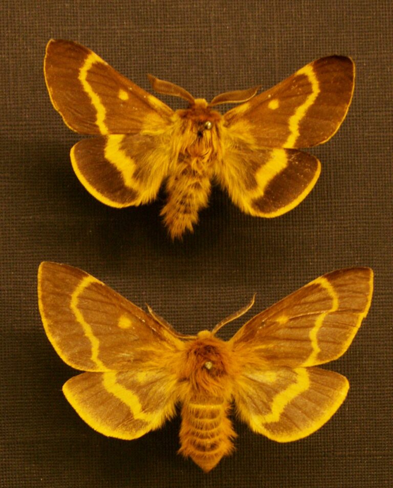 pabourovec jestřábníkový (Lemonia dumi)