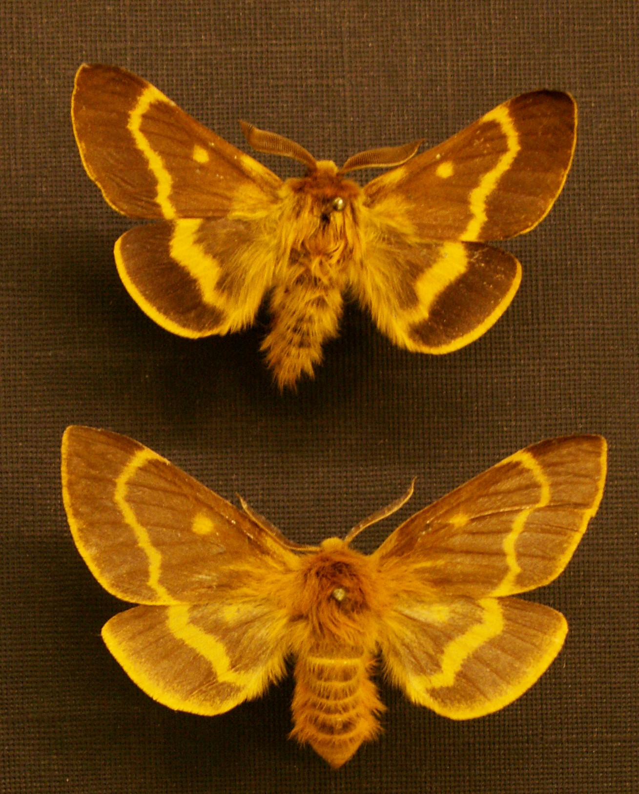 pabourovec jestřábníkový (Lemonia dumi)