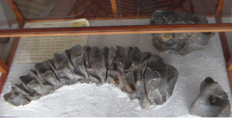Padillasaurus