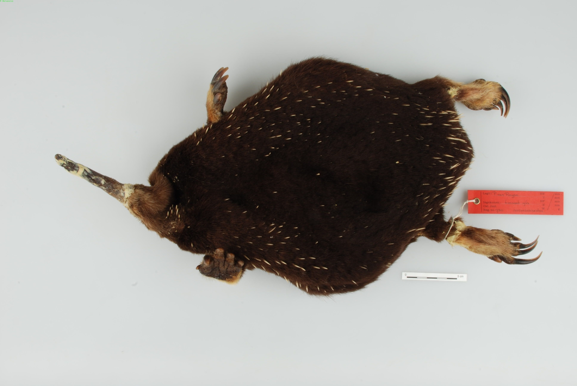 paježura Attenboroughova (Zaglossus attenboroughi)