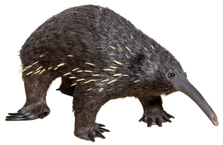paježura Bartonova (Zaglossus bartoni)