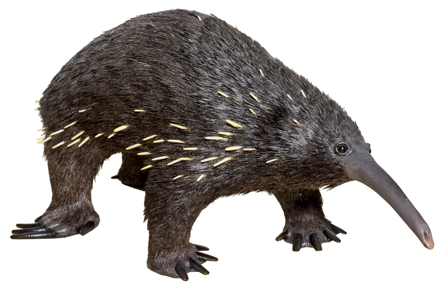 paježura Bartonova (Zaglossus bartoni)
