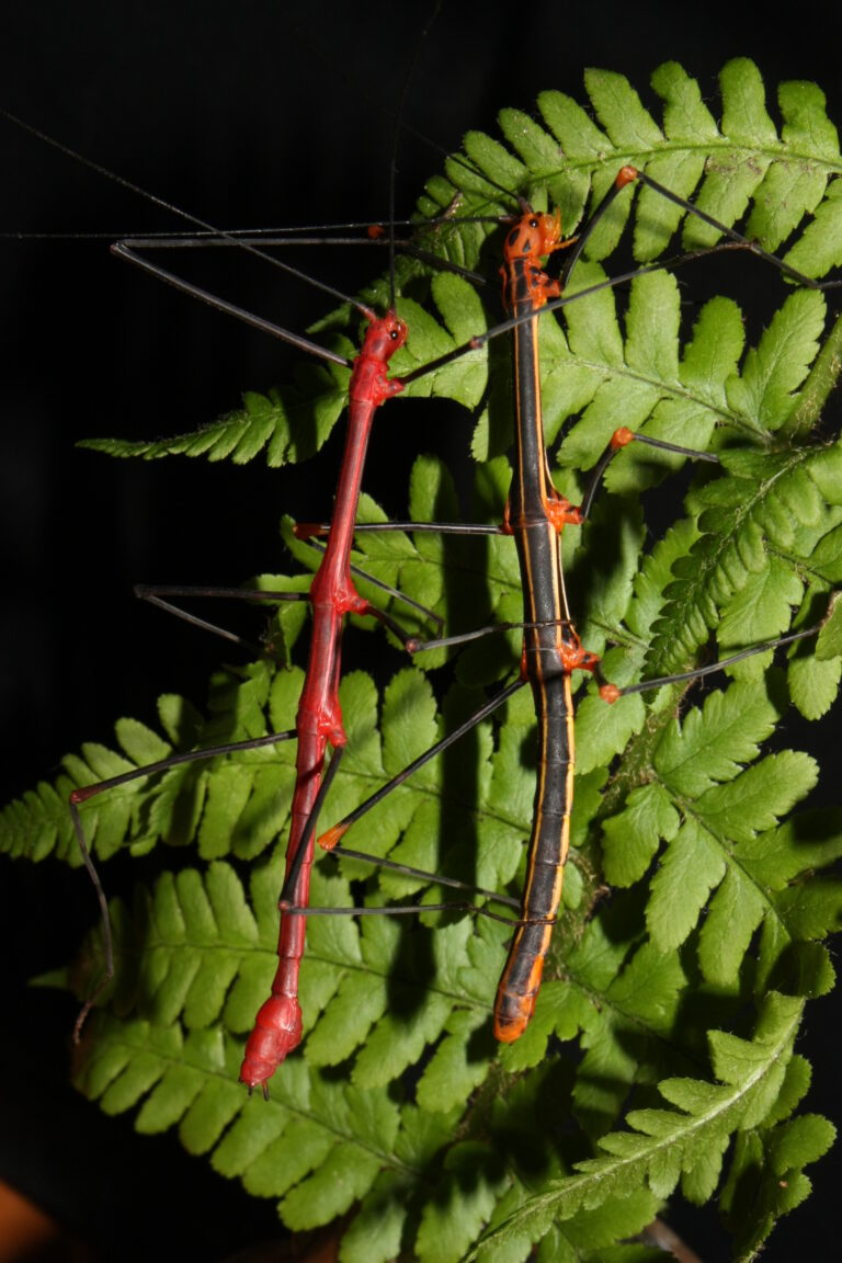 pakobylka peruánská (Oreophoetes peruana)