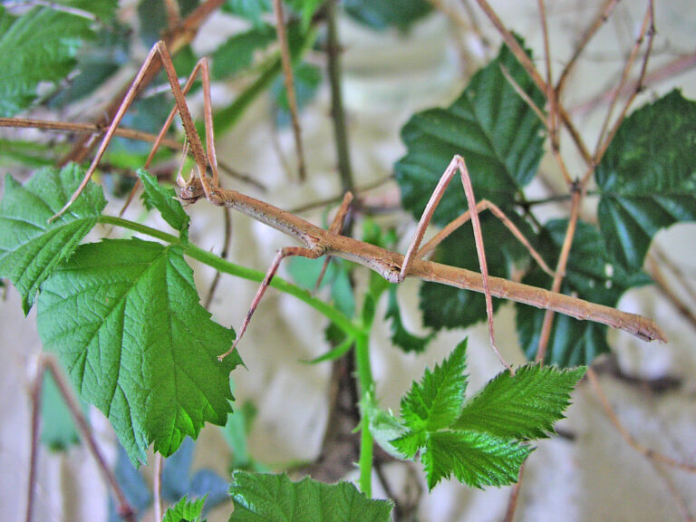 pakobylka rohatá (Medauroidea extradentata)