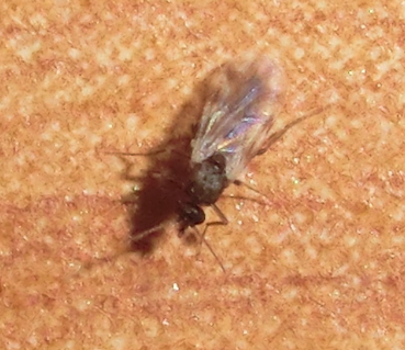 pakomárec skotský (Culicoides impunctatus)