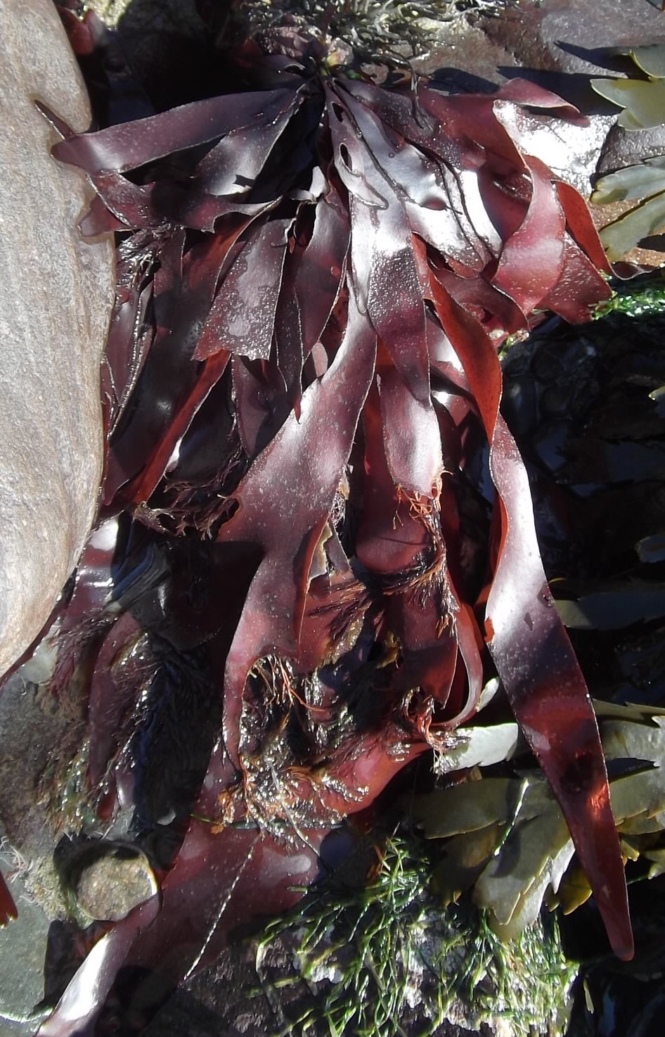Palmaria palmata (Palmaria palmata)