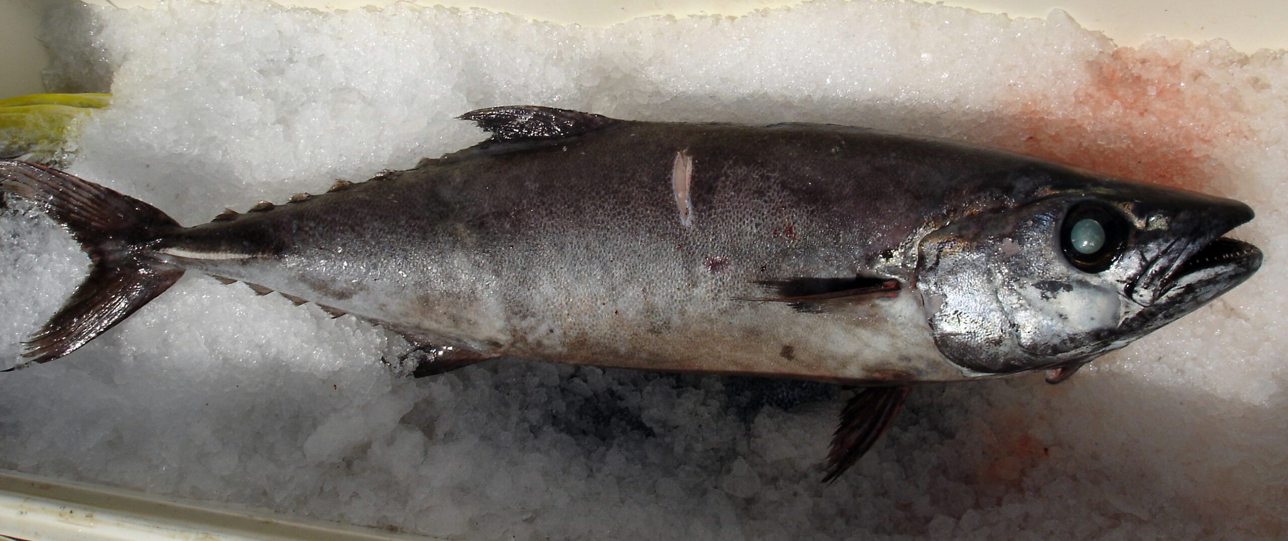 pamakrela temná (Lepidocybium flavobrunneum)