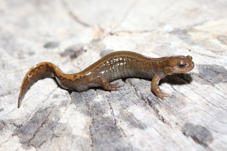 pamlok sibiřský (Salamandrella keyserlingii)