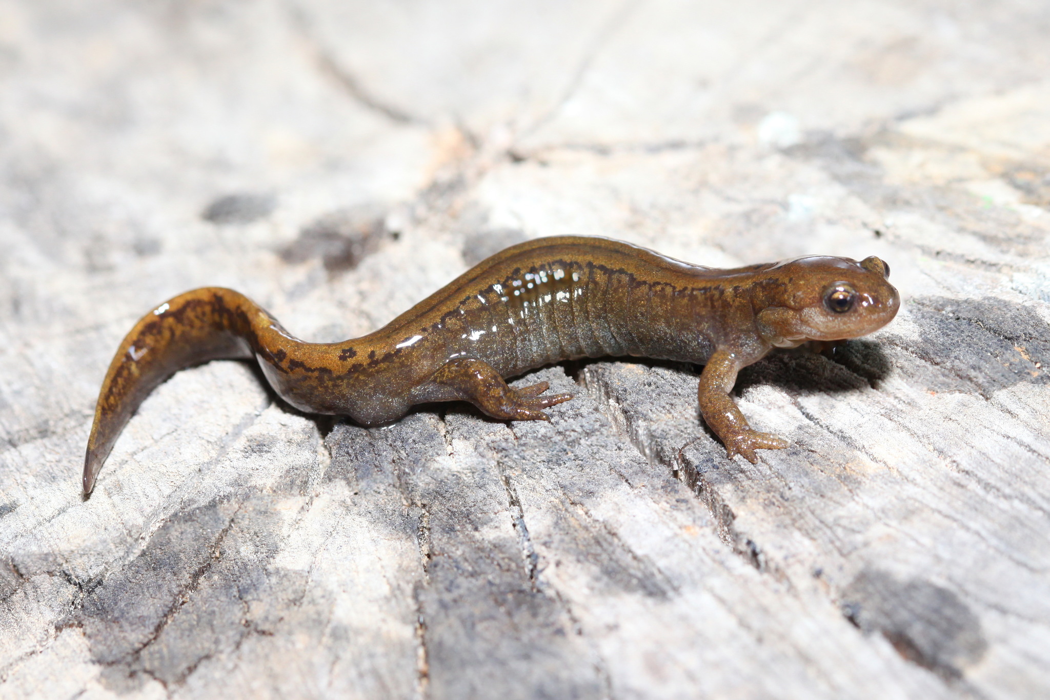pamlok sibiřský (Salamandrella keyserlingii)