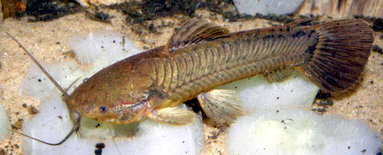 Pancéřníček brazilský (Callichthys callichthys)