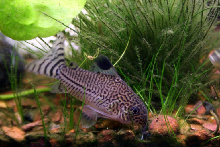 pancéřníček Juliův (Corydoras julii)