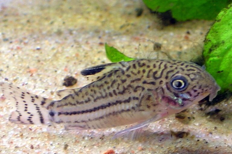 pancéřníček leopardí (Corydoras trilineatus)