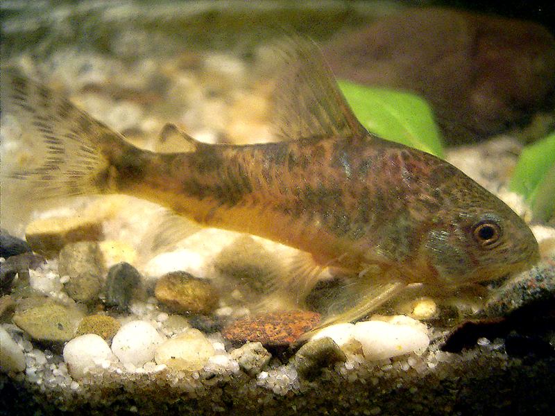 pancéřníček skvrnitý (Corydoras paleatus)