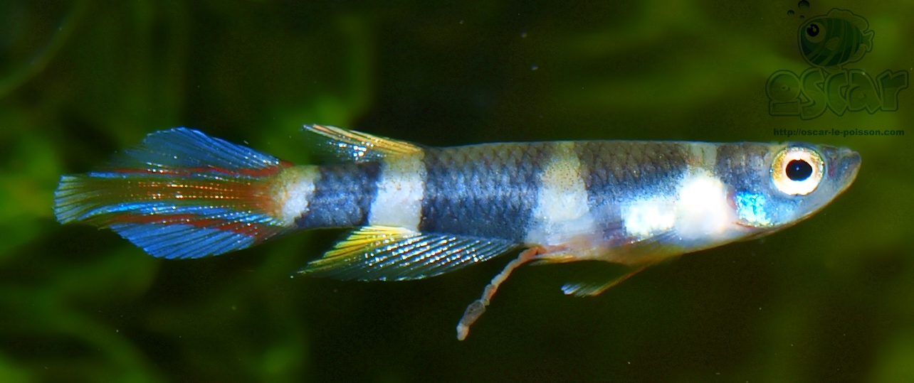 panchax prstencový (Epiplatys annulatus)