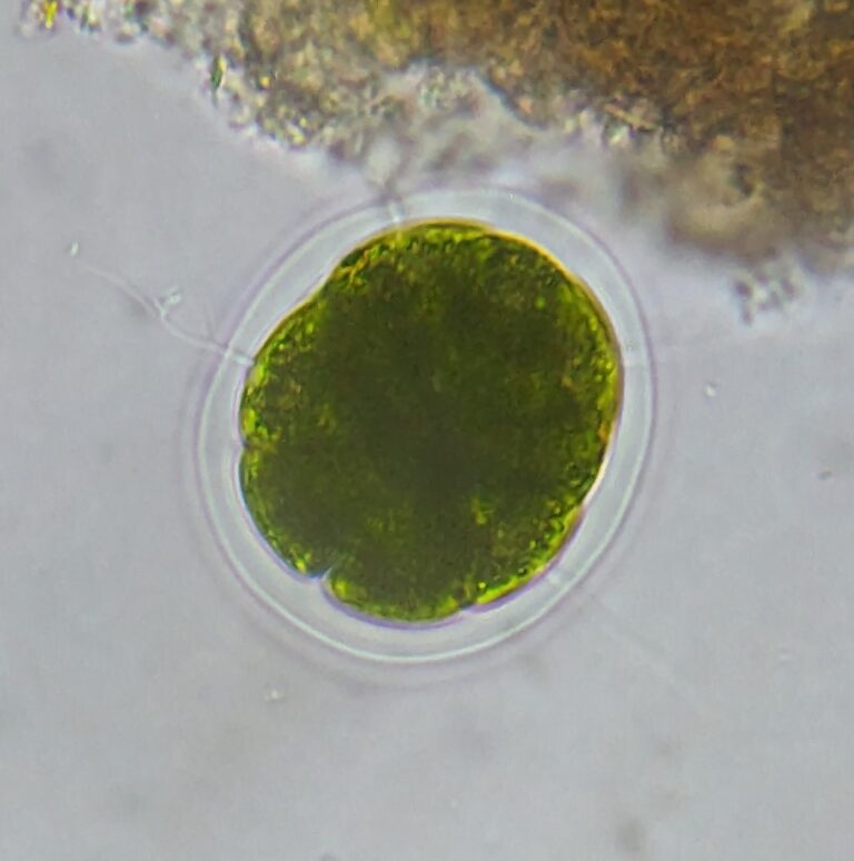 Pandorina morum