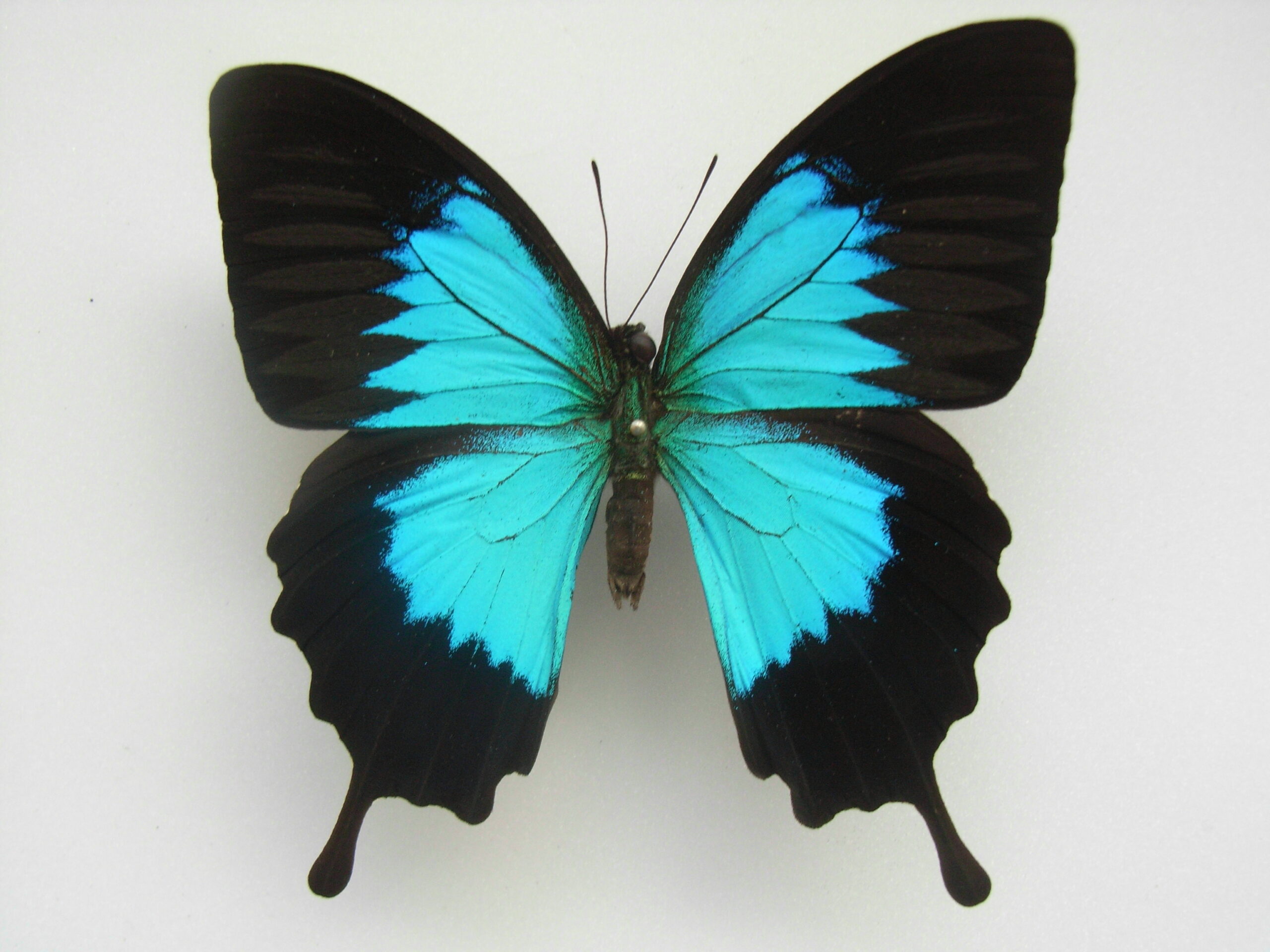 Papilio ulysses
