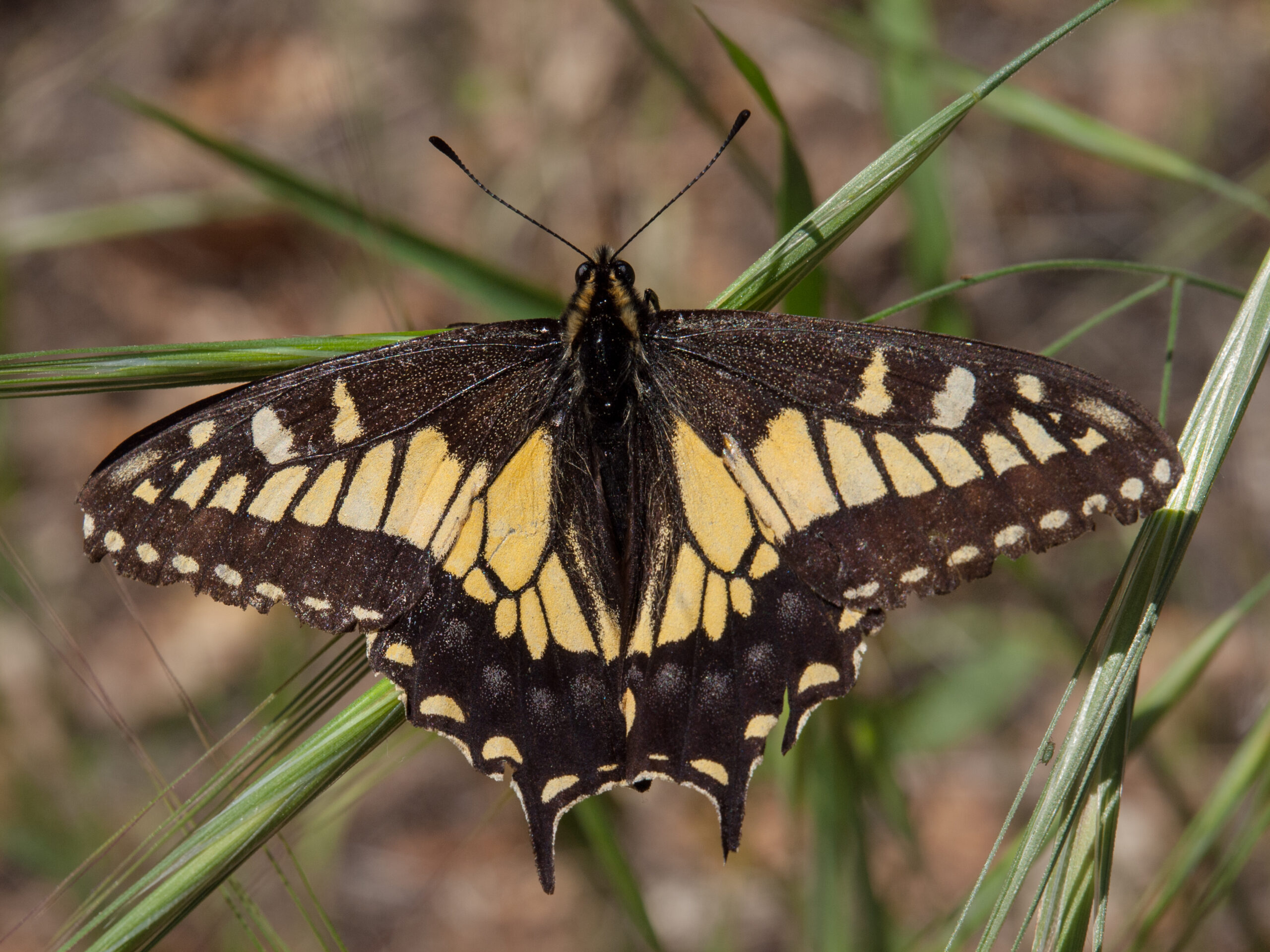Papilio zelicaon