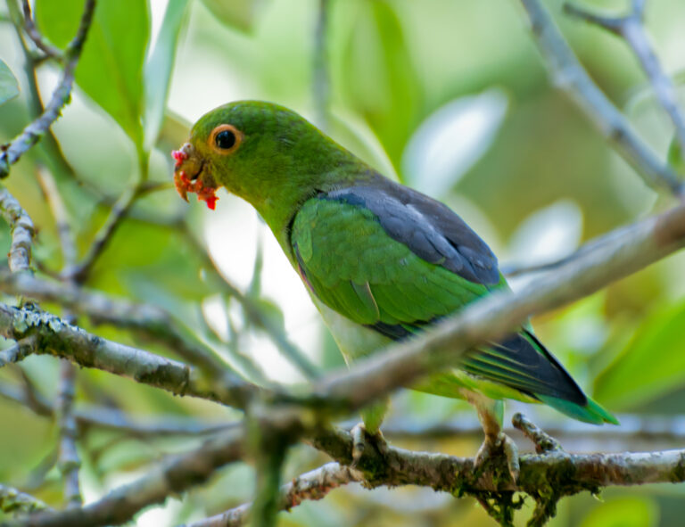 papoušek hnědohřbetý (Touit melanonotus)