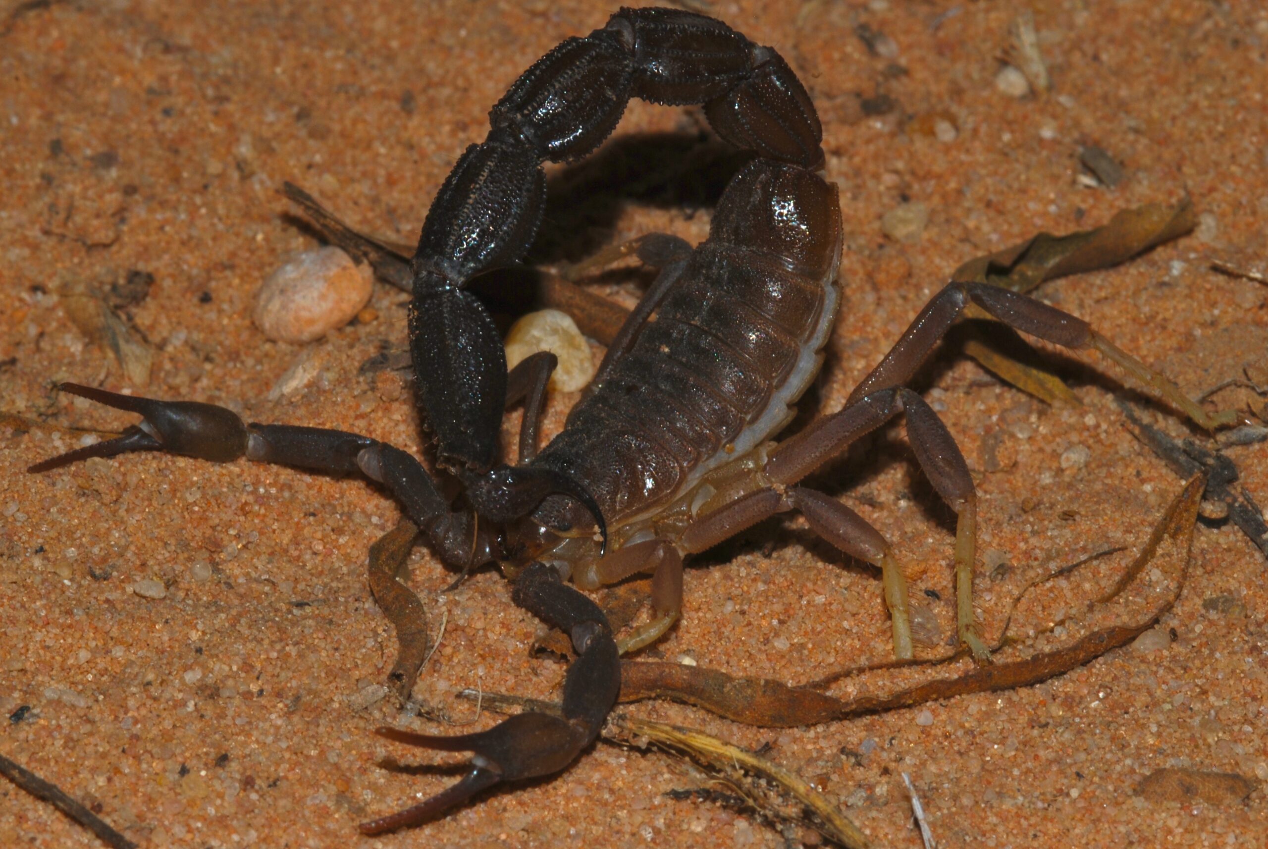 Parabuthus granulatus