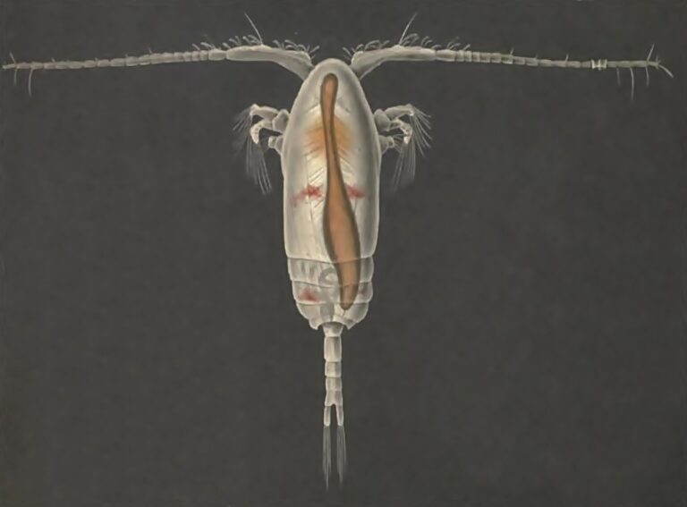 Paracalanus parvus Paracalanus parvus