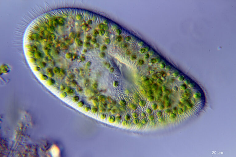 Paramecium bursaria Paramecium bursaria