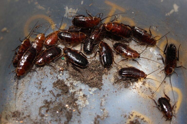 Parcoblatta divisa