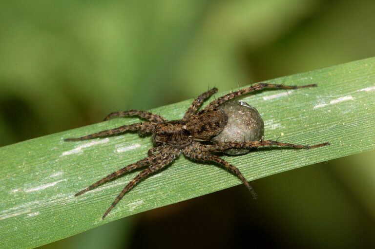 Pardosa lugubris