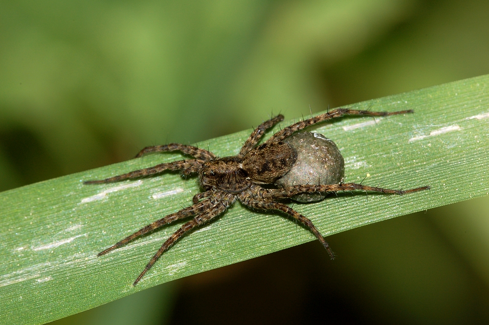 Pardosa lugubris