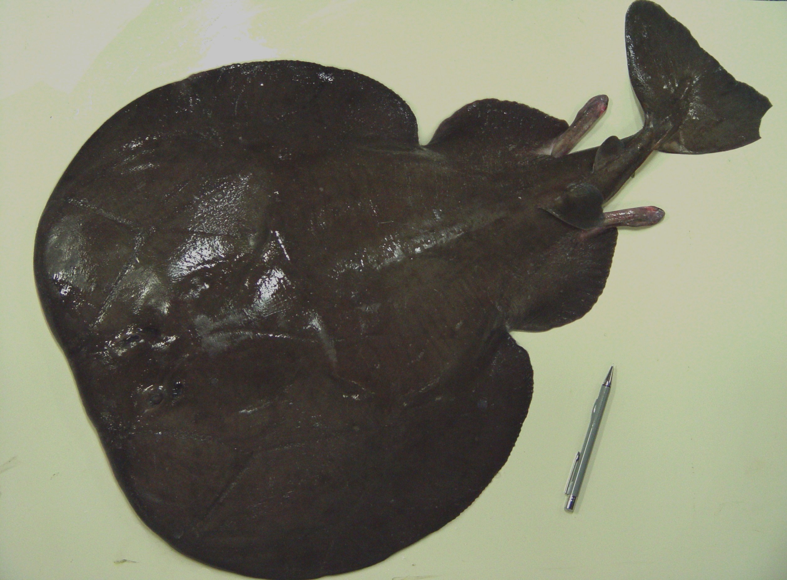 parejnok atlantský (Torpedo nobiliana)