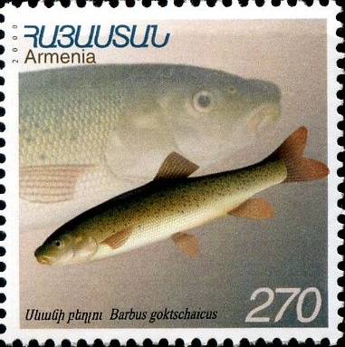 parma sevanská (Barbus goktschaicus)