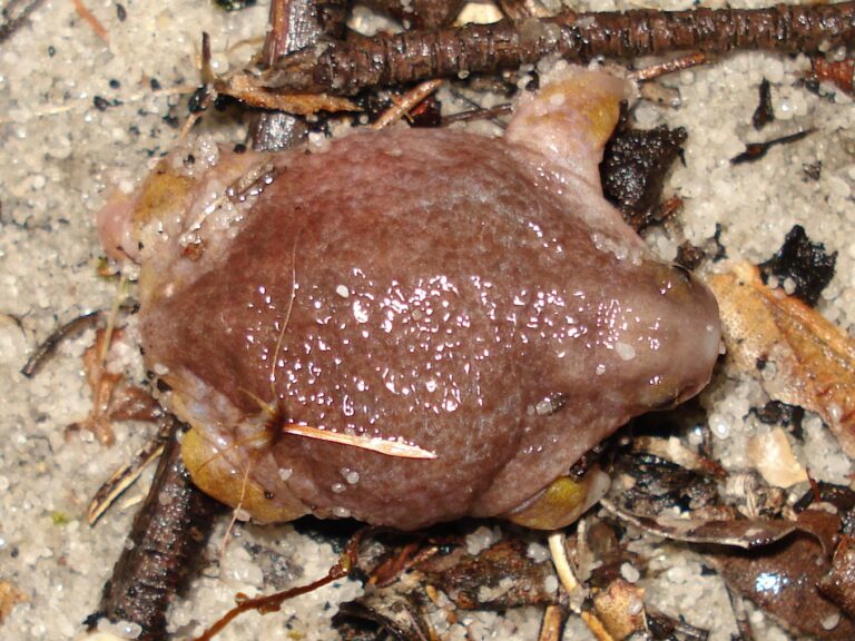 paropucha krtkovitá
