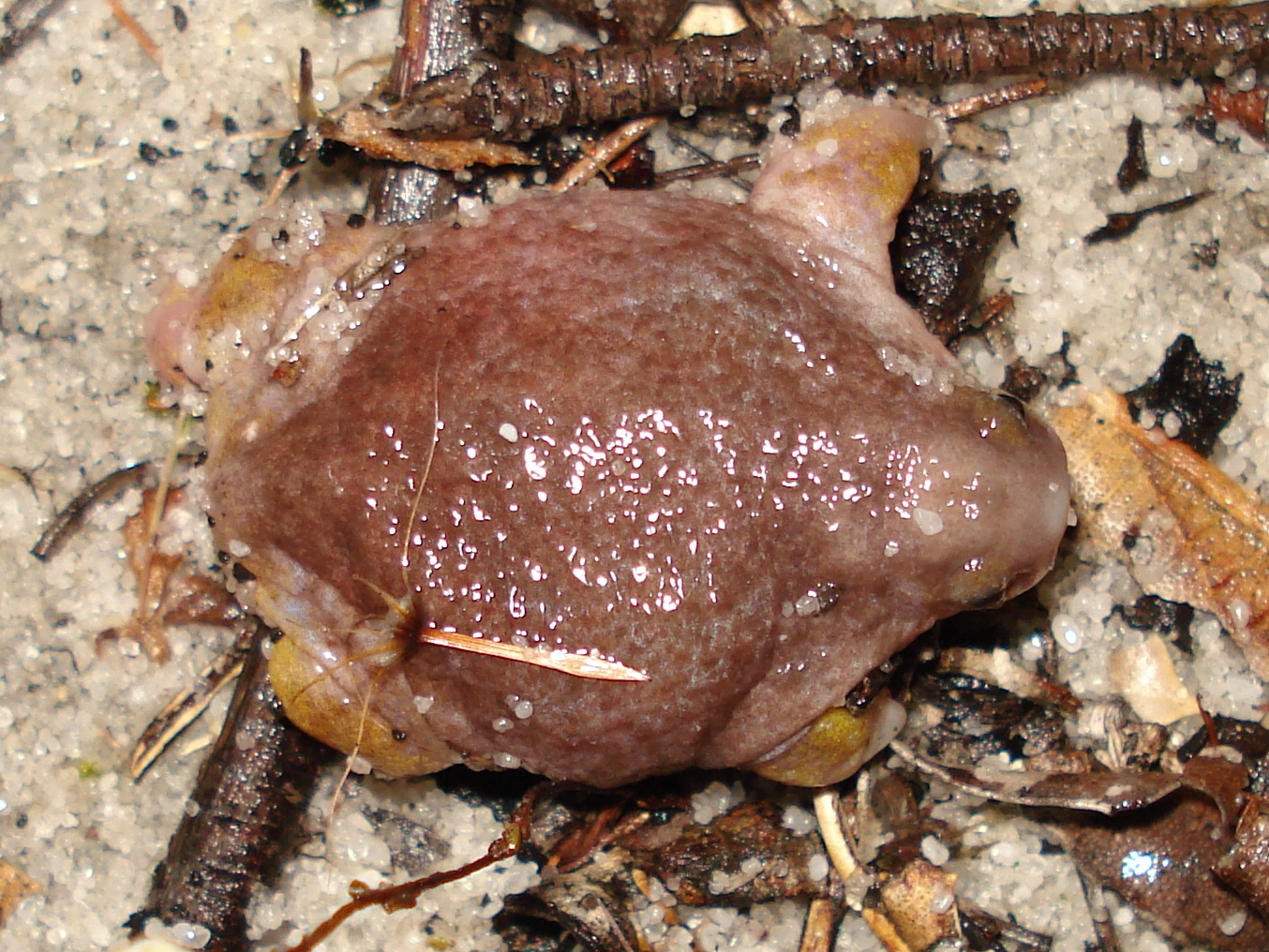 paropucha krtkovitá (Myobatrachus gouldii)
