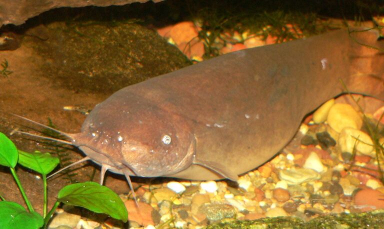 Pasumec elektrický (Malapterurus electricus)