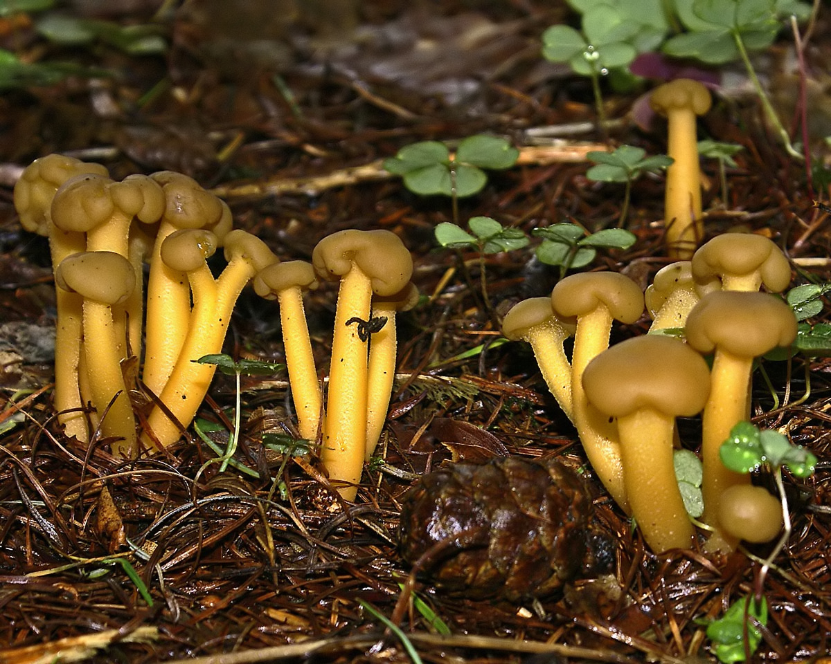 patyčka rosolovitá (Leotia lubrica)