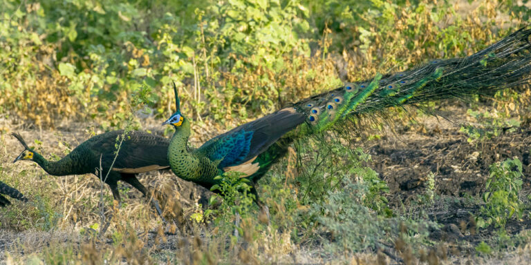 páv zelený (Pavo muticus)