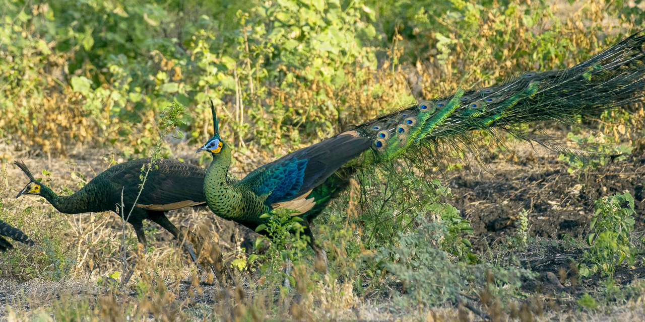 páv zelený (Pavo muticus)