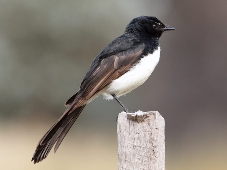 pávík černobílý (Rhipidura leucophrys)
