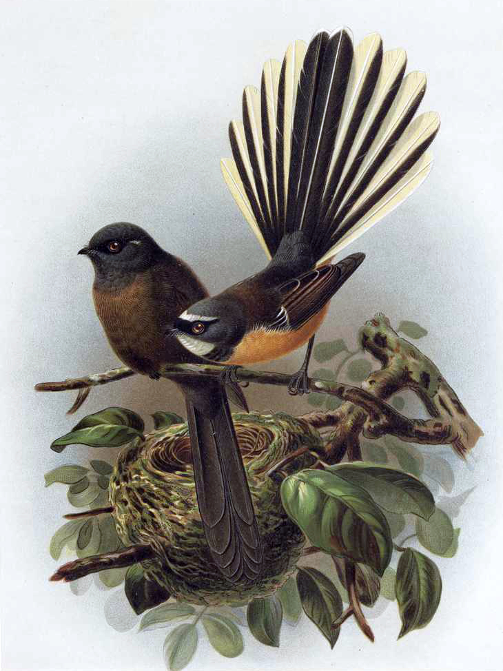 pávík popelavý (Rhipidura fuliginosa)